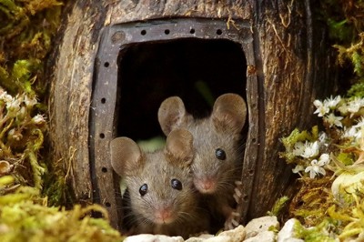 Mężczyzna odkrył mysią rodzinę żyjącą w jego ogrodzie.  Postanowił zbudować im miniaturową wioskę