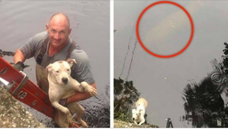 Ratownik wskakuje do wody by uratować psa. Zauważa wielki kształt pływający tuż za nim 