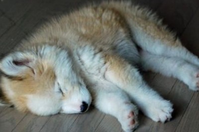 Na ulicy znalazł małą futrzaną kuleczkę i przyniósł do domu. Wszyscy byli w szoku co z niego wyrosło