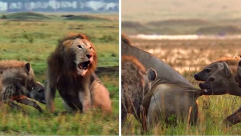 Lew przegrywa walkę ze sforą 20 hien. Jego brat słyszy rozpaczliwe ryki i rzuca się na pomoc