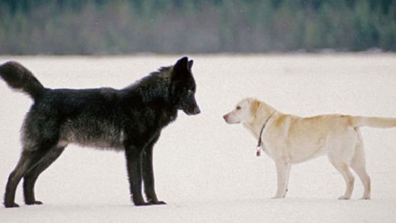 W czasie spaceru do jego psa podszedł wilk. To co stało się później jest nie do pomyślenia