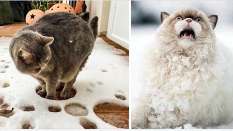 Te zdjęcia udowadniają, że koty i śnieg zupełnie do siebie nie pasują. Miny tych zwierzaków mówią wszystko 