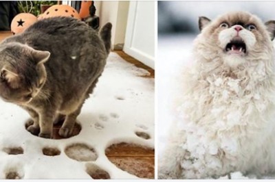 Te zdjęcia udowadniają, że koty i śnieg zupełnie do siebie nie pasują. Miny tych zwierzaków mówią wszystko