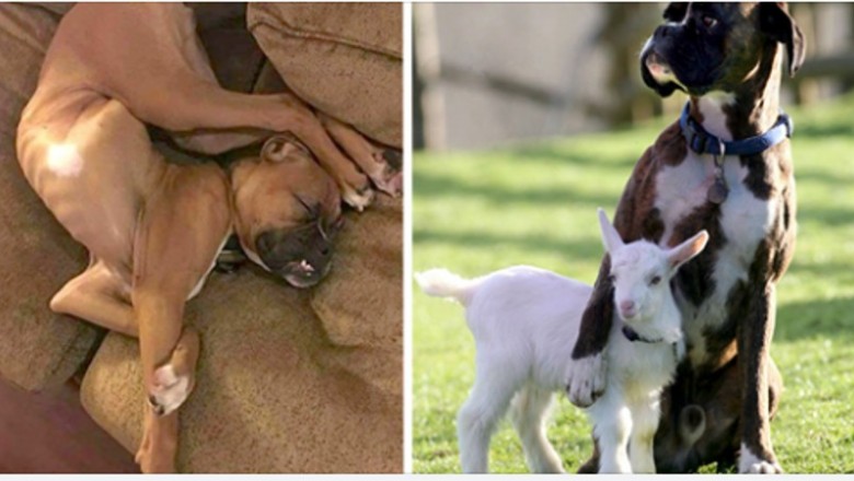 20 zdjęć udowadniających, że boksery to nieco inny gatunek psów. Ich zachowania czasem ciężko wytłumaczyć 