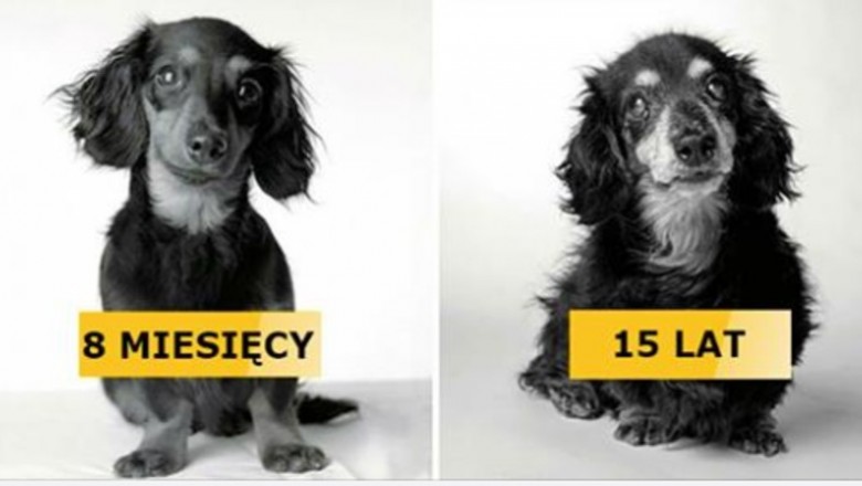 13 zdjęć psów gdy były szczeniakami i kiedy się zestarzały. Wzruszający widok