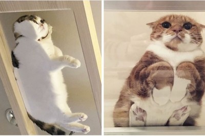 Te zdjęcia są dowodem, że każdy właściciel kota powinien mieć szklany stół. Efekty są przezabawne 