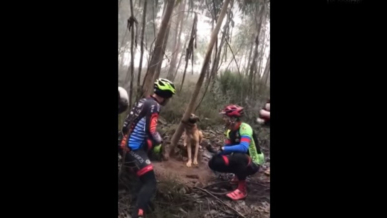 Filmik z ratowania psa przywiązanego do drzewa w lesie. Cud, że go znaleźli