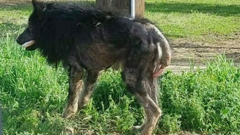 „Wilkołak” przez kilka miesięcy błąkał się przy drodze. W końcu kobieta podchodzi do niego i odkrywa coś strasznego