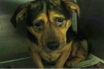 Postanowili adoptować najsmutniejszego psa ze schroniska. Każdy ich przed nim ostrzegał