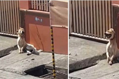 Przykuł swojego psa na bardzo krótkim łańcuchu do ściany. Bezradny zwierzak spędził cały dzień na słońcu