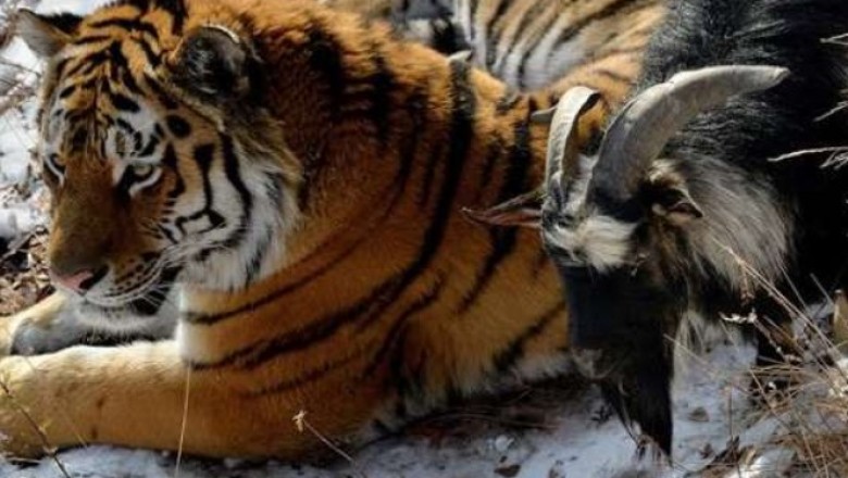 Tygrys zaprzyjaźnił się z kozłem, którego dostał na obiad. Tego się nikt nie spodziewał