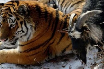 Tygrys zaprzyjaźnił się z kozłem, którego dostał na obiad. Tego się nikt nie spodziewał