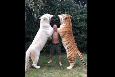 Tak wygląda karmienie ogromnych lwów mlekiem z butelki