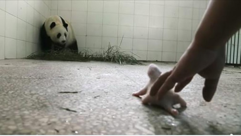Wielka Panda ignorowała swojego noworodka. Udało się uchwycić moment gdy instynkt macierzyński wziął górę 