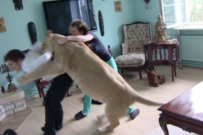 Podczas nagrywania programu lew zaatakował typa. Nie mogli go ściągnąć