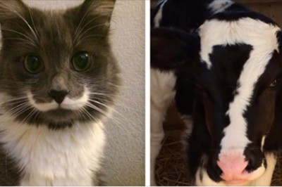 11 jedynych w swoim rodzaju zwierząt, które są idealnym przykładem na to, że natura ma poczucie humoru