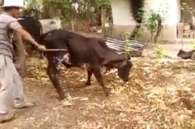 Rolnik kontra młody byczek. Do niego lepiej nie startować