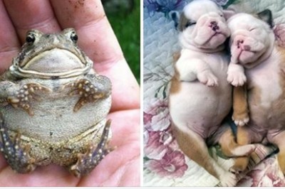 20 słodkich zwierzęcych „grubasków” których widok Cię rozczuli. Aż chce się je przytulać