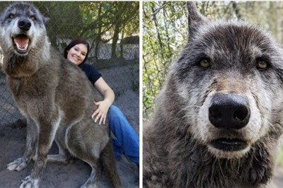 Właściciel porzucił wilczaka na śmierć. W ostatniej chwili do akcji wkroczyli pracownicy schroniska