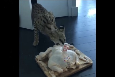 Dziki kot w domu? Ten gość sprawił sobie Serwala i tak wygląda z nim życie