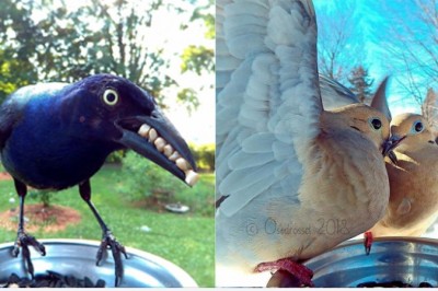 Kobieta ustawiła fotobudkę dla ptaków w swoim ogrodzie. To co uchwyciła wygląda jak z bajki