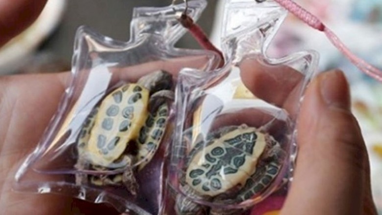 Żywe zwierzęta zamykają w plastikowych workach i sprzedają jako breloczki. Okrutna moda z Chin