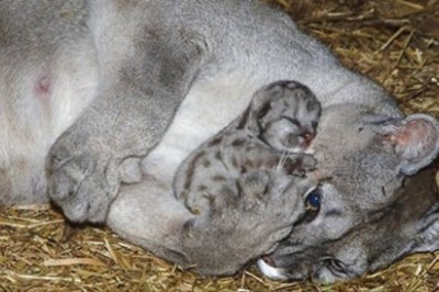 20 ciepłych zdjęć, które pokazują, że zwierzęta naprawdę wiedzą co to miłość