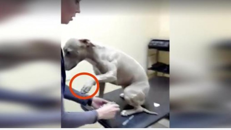 Weterynarz musi pobrać krew pitbullowi. Zachowanie psa zdziwiło lekarza i samego opiekuna