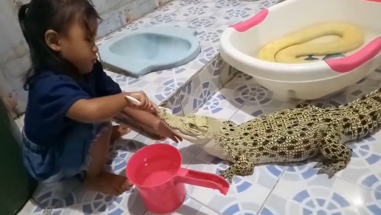 Mała dziewczynka myje zęby krokodylowi. To są jej domowi pupile