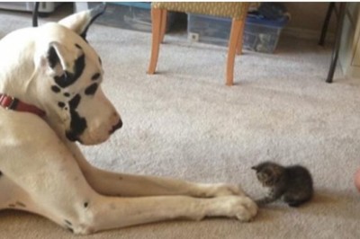 20 uroczych zdjęć psów i kotów, które nauczyły się wzajemnie kochać. Stworzyły najlepsze duety 