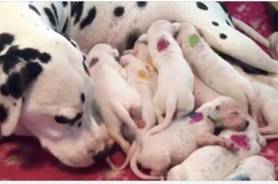 Suczka dalmatyńczyka zaczyna rodzić. Jej właściciele szybko zdali sobie sprawę z pomyłki weterynarza