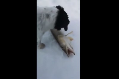 Mały ciekawski pieseł kontra ryba. To się właścicielka zdziwiła 