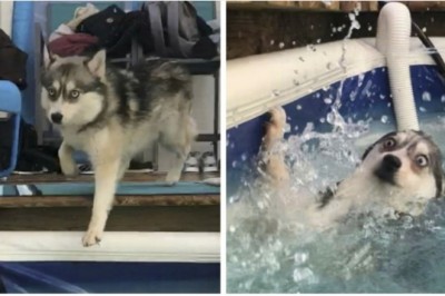 20 rozbrajająco głupich psów, które rozśmieszą cię do łez. Dopiero zrozumieją jakie popełniły błędy