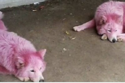 W lesie odnaleźli dwa porzucone psiaki. Ludzi zaniepokoił ich nietypowy kolor sierści