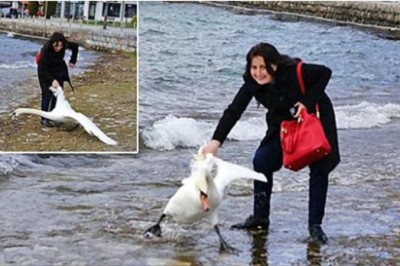 Śmiejąc się wyciąga łabędzia z wody żeby zrobić selfie. Pomysł okazał się fatalny dla ptaka