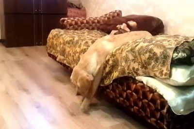 Myślisz, że widziałeś leniwego psa? To zobacz co odstawia ten pieseł 