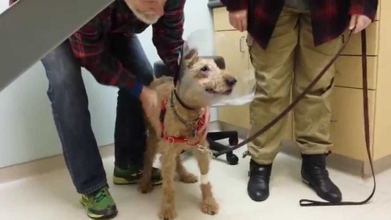 Pies stracił wzrok przez cukrzycę. Dzięki operacji mógł znów zobaczyć swoją rodzinę