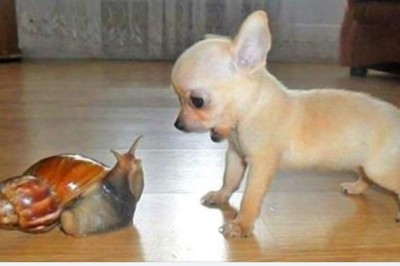 Emocje tych zwierzaków są widoczne jak na dłoni. Ich mimika jest zaskakująco ludzka