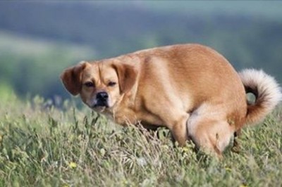 Właśnie z tego powodu pies patrzy na Ciebie, gdy się załatwia. Nigdy bym na to sama nie wpadła