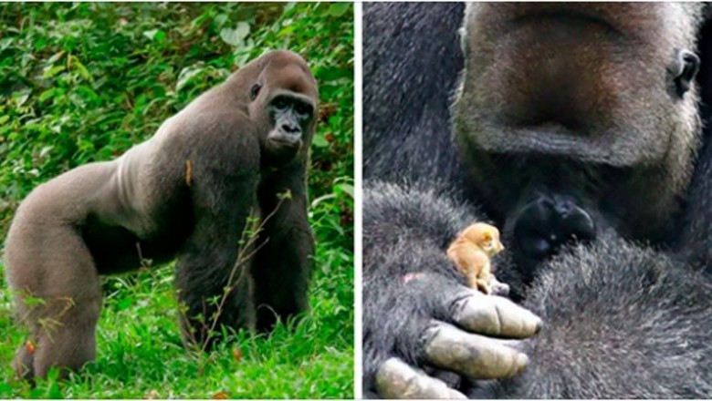 24-letni dominujący goryl spotyka w lesie malutką, bezbronną istotkę. Jego reakcja jest bezcenna
