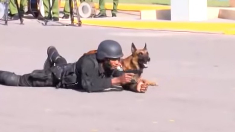 Niesamowite zdyscyplinowanie psa podczas prezentacji policyjnego szkolenia