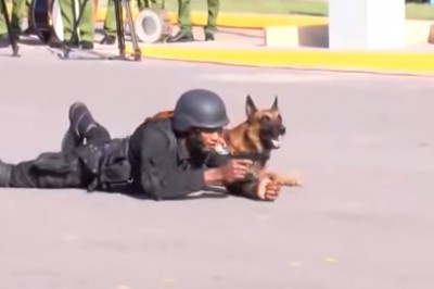 Niesamowite zdyscyplinowanie psa podczas prezentacji policyjnego szkolenia
