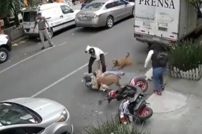 Gość wyrwał swojego psa ze szczęk pitbulla i obronił go własnym ciałem