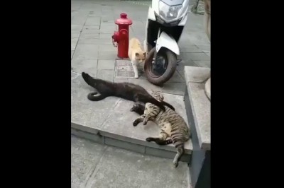 Kiedy wrócisz do domu wcześniej, a Twój stary odwala jakieś numery z sąsiadką 