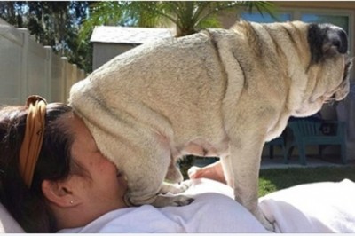 18 zwierząt, które nie posiadają nawet grama wstydu. Pokazują kto tu rządzi 