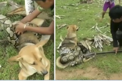 Wąż dusiciel zaatakował ich ukochanego psa. Dzieci stanęły w jego obronie