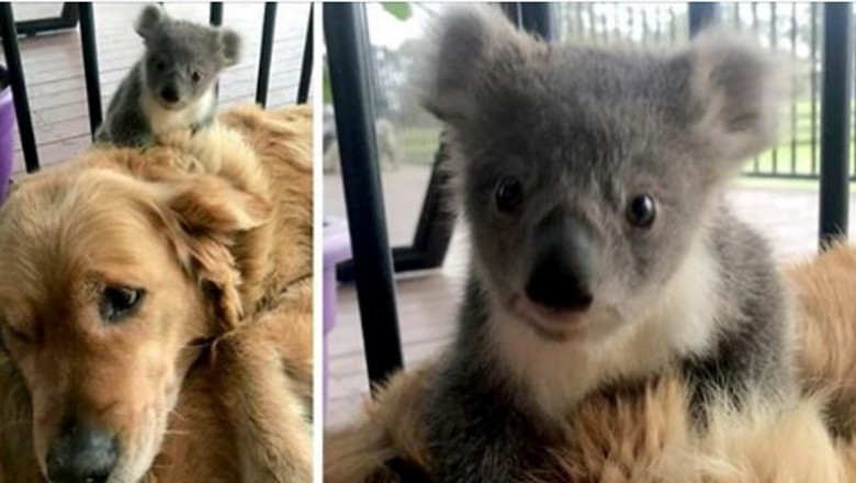 Golden Retriever zaskoczył właścicielkę malutką koalą, której ocalił życie.