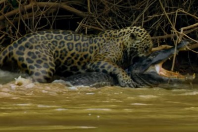 Mrożąca krew w żyłach walka jaguara z kajmanem. Kto przetrwa, a kto zostanie posiłkiem?