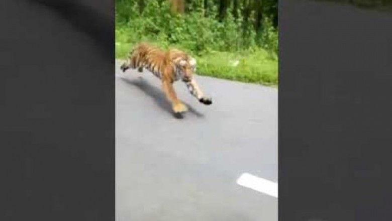 Tygrys kontra goście na motocyklu. Majty musieli mieć pełne 