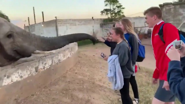 Wkurzony słoń kontra dziewczyna z telefonem. Zakaz robienia zdjęć